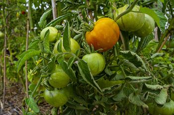 Community garden